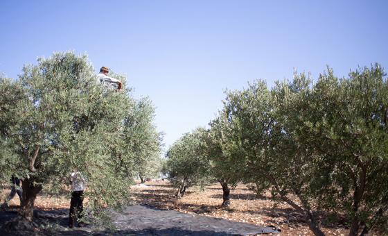 Olives pillées, terres confisquées : les agriculteurs de Cisjordanie à bout de souffle